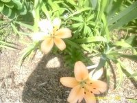 gardening002.JPG