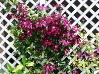 Clematis burg 1.jpg