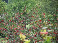 Cherry Tree 1.jpg