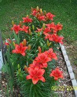 Lilies red border 1.jpg