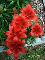 Lilies red border 4.jpg