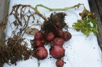 Potatoes.jpg