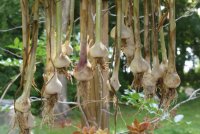 Fresh Garlic.jpg
