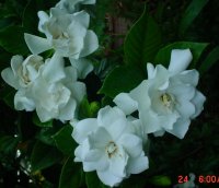 Flowers -10 002.JPG