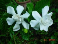 Flowers -10 003.JPG