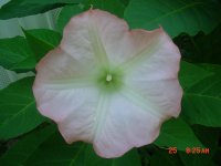 Flowers -10 009.JPG