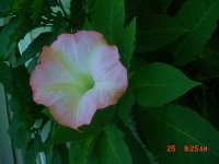 Flowers -10 010.JPG