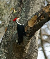 woodpecker2.jpg
