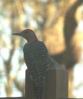 Woodpecker.jpg