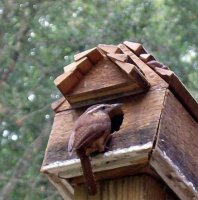 bird house_edited.JPG