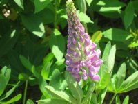 IMG_2965.jpg