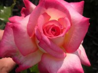 rose.jpg