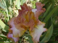 afternoon delight 012.jpg