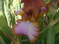 afternoon delight 013.jpg