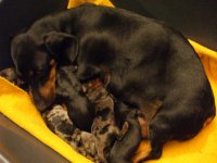 more puppies 006.jpg