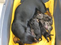 more puppies 007.jpg