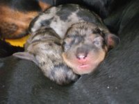 more puppies 011.jpg
