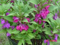 Flowers -10 001.JPG