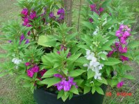 Flowers -10 002.JPG