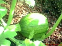 gardening003.JPG