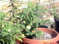 gardening002.JPG
