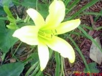 gardening004.JPG