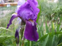 more iris 017.jpg