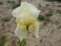 more iris 014.jpg