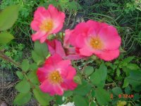 Flowers -10 019.JPG