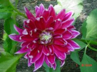 Flowers -10 004.JPG