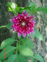 Flowers -10 010.JPG