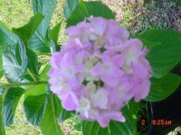 Flowers -10 013.JPG
