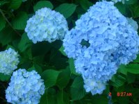 Flowers -10 015.JPG