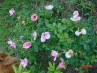 Flowers -10 009.JPG