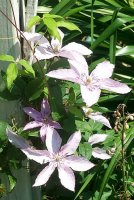 Clematis Nellie Moser 1.jpg