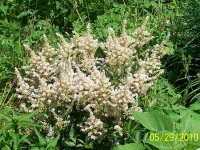 Astilbe Wht.jpg