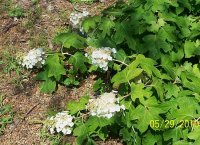 Hydrangea wht 2.jpg