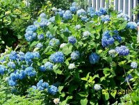 Hydrangea 5.jpg