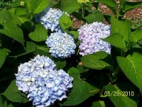 Hydrangea 3.jpg