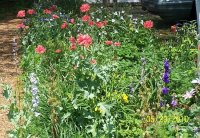 Poppies 1.jpg