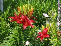 Lilies rd 1.jpg