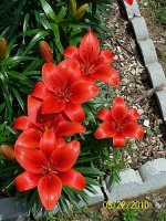 Lilies red border 5.jpg