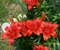 Lilies red border 6.jpg