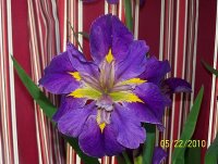 Iris-water 2.jpg