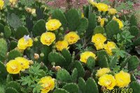 Cactus 2.jpg