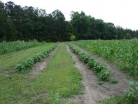 corn n beans.jpg