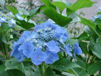 blue hydrangia.jpg