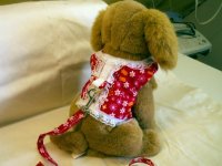 Harness & Leash.jpg