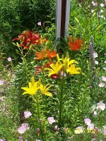 Lilies 11.jpg