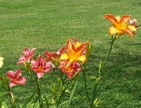 Lilies 12.jpg